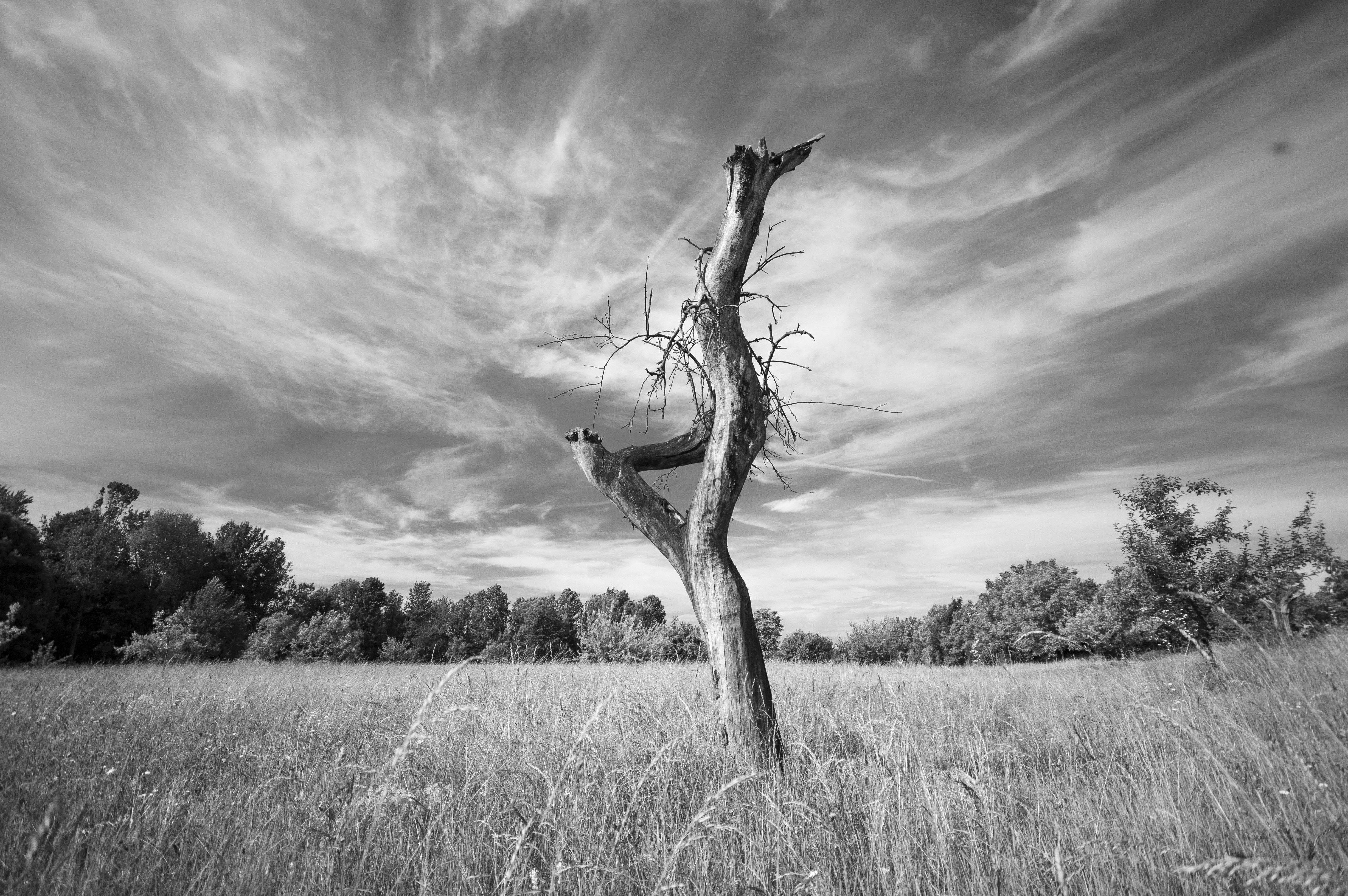 Baum 1
